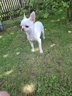 Chihuahua Welpen Rüden  Bild 4