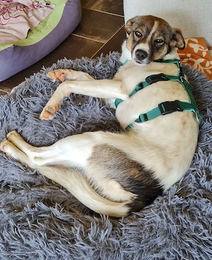 Unsere Zuckerschnute Tina sucht nach einem neuen Kuschelkörbchen Bild 3