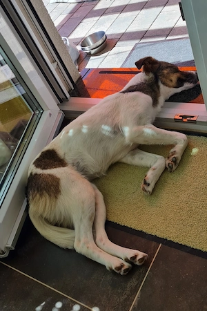 Unsere Zuckerschnute Tina sucht nach einem neuen Kuschelkörbchen Bild 6
