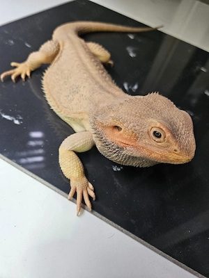 Terrarium,  Bartagame