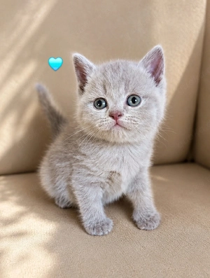 BKH lilac Junge Kitten 