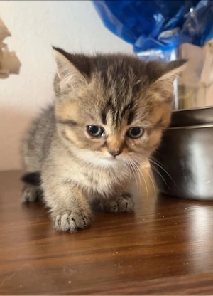 bkh kitten 