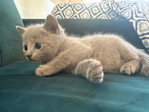(noch eine übrig)Russisch Blau Kitten aus liebevoller Hobbyzucht mit exzellentem Stammbaum abzugeben