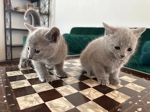 (noch eine übrig)Russisch Blau Kitten aus liebevoller Hobbyzucht mit exzellentem Stammbaum abzugeben