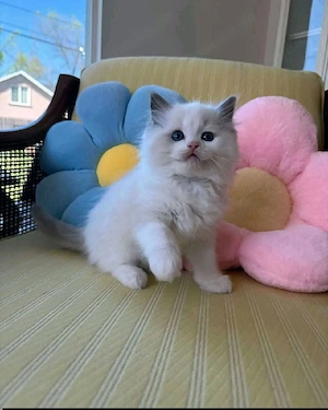 Ragdoll-Kitten. Ab Samstag, dem 30. Mai, bereit für ihr neues Zuhause   bereits geimpft und tierärzt Bild 4
