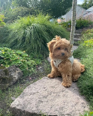 Unsere Maltipoo-Hündin sucht ihre neue Familie