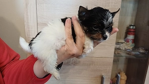 kleinbleibender Bieweryorkshireterrier Rüde