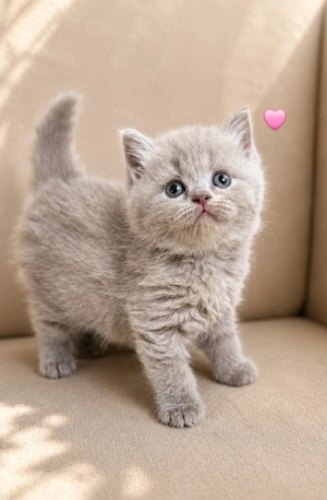 BLH lilac Kitten Mädchen 