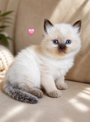 BKH Colourpoint Mädchen Kitten 