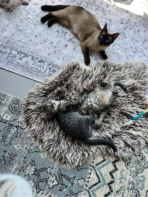 Siam EKH Mix Kitten 