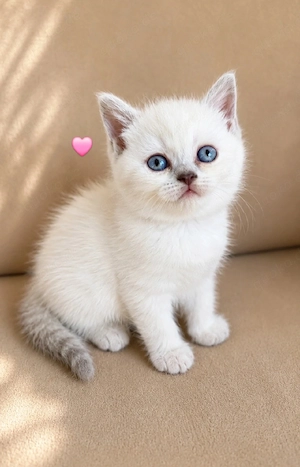 BKH Kitten weiss mit blauen Augen Mädchen 