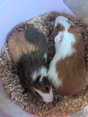 Verschiedene Meerschweinchen