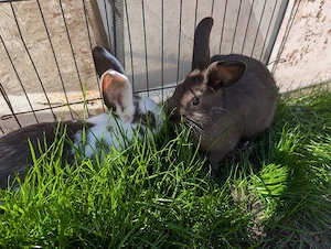 Verschiedene Kaninchen