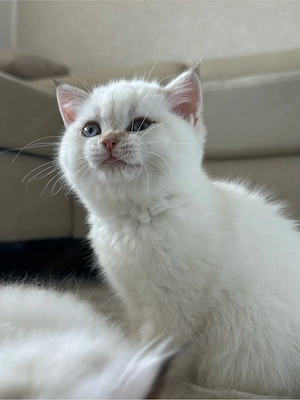 Bkh kitten weiblich