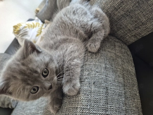 Bkh blh kitten