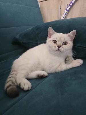 süße reinrassige BKH Katze sucht neue Familie