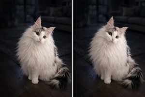 Maine Coon Poly Mix Katze