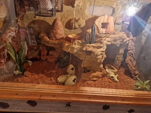 Terrarium (ohne Bewohner) Bild 3