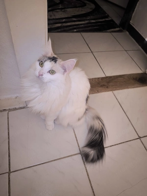 Maine Coon Poly Mix