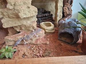 Terrarium (ohne Bewohner) Bild 2