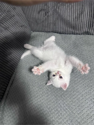 Reinrassiger BKH Schmusekater sucht liebevolles Zuhause   