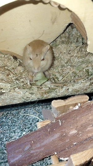 verkaufe dringend rennmaus mänchen 