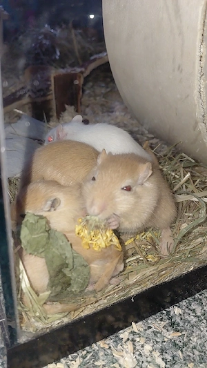 renmmaus babys 