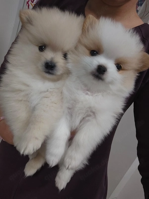 Pomeranian Teddy