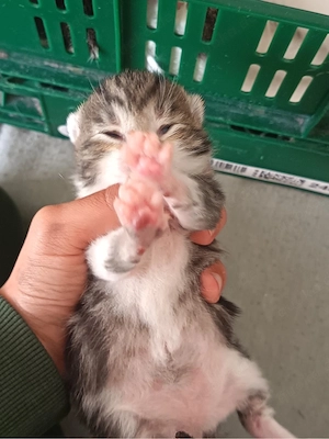 Babykatzen Bild 2