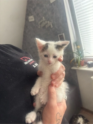 1 kater sucht noch seine familie