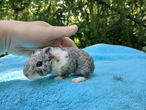 US Teddy Buben  in Silber agouti weiß  