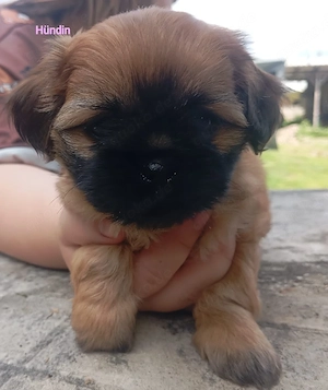 shih tzu Chihuahua Welpen