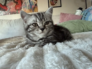 British Kurzhaar Whiskas Kitten männlich