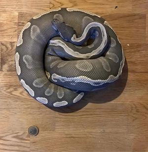 Königspython 1.0 Ghost Mojave GHI