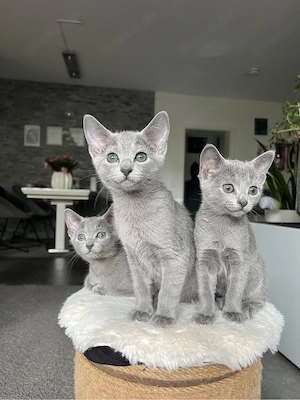 Wunderschöne Russisch Blau Kitten suchen ein liebevolles Zuhause