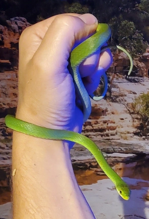 0.1 Grasnatter Opheobrys aestivus 