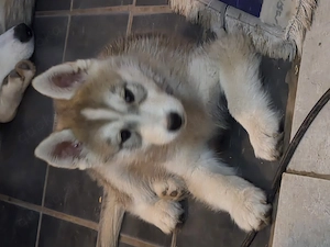 Kleiner Huskyrüde