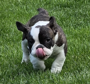 New English Bulldog 