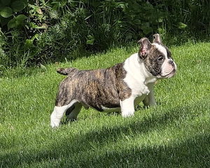 New English Bulldog 