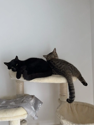 2 Bengal Britisch kurzhaar mix 