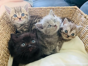 BKH Kitten 3xJungen und 1xMädchen mit Impfausweiss und Vertrag