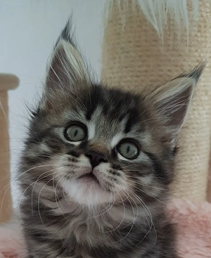 Maine Coon Kitten