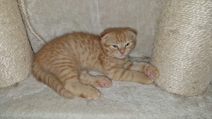 cooper sucht sein neues zuhause