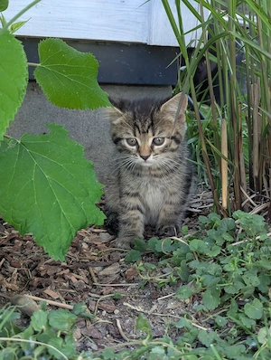 Kleine Katzenbabys zu verkaufen