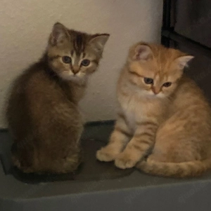 BKH-Kitten