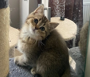 Britische Kitten 