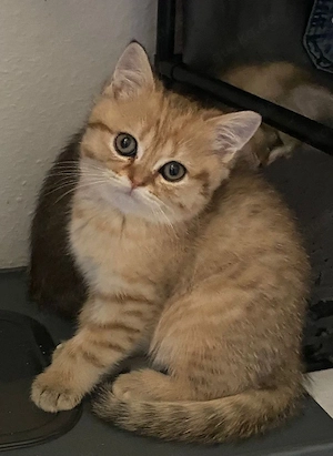 Britische Kitten 