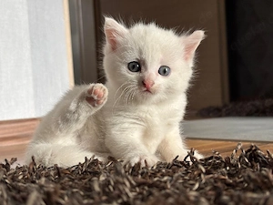 Süsses Katzenbaby 