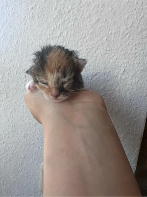 Maine Coon Mix 