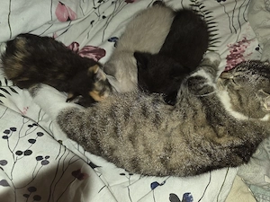 kleine kitten ab der 12 woche abzugeben 